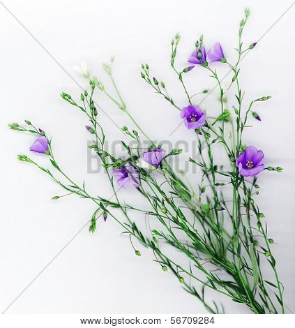 Lindas flores de linho em fundo branco