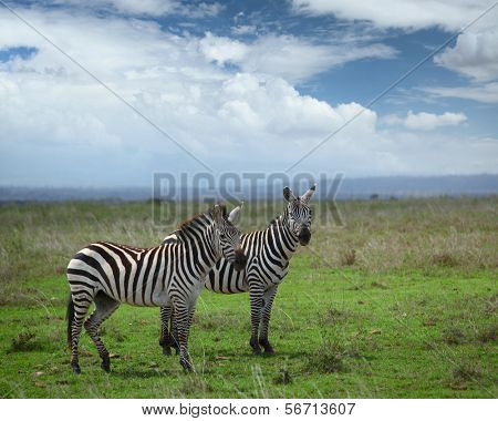 Zebraer i savanna af Nairobi National Park. Kenya