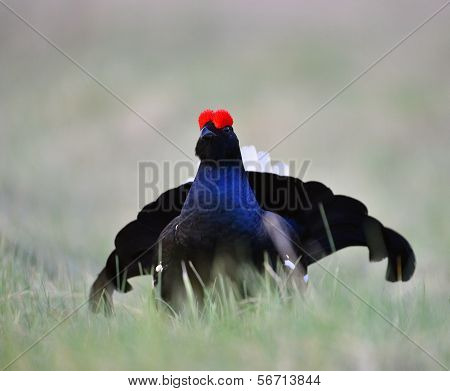 Portrait Of A Lekking Black Grouse
