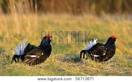 Two Lekking Black Grouses