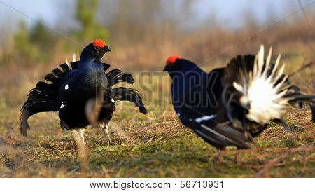 Two Lekking Black Grouses