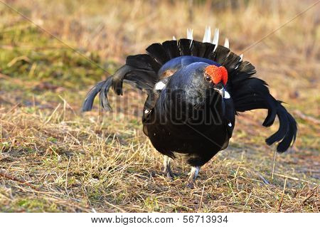 Portrait Of A Lekking Black Grouse