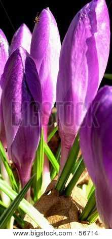 Fleur de printemps violet 4