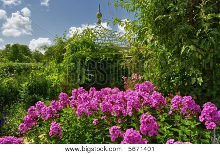 Phlox blomma i engelska trädgården