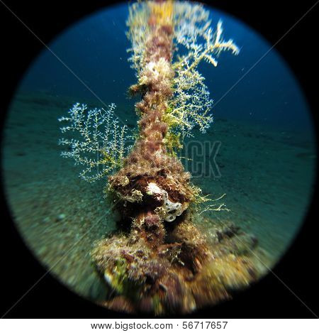 Rope and hydroids
