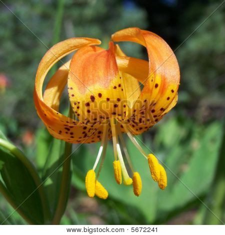 Tygří lilie (lilium tigrinum)