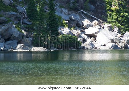 Terasa Lake, Sysel zlatavý