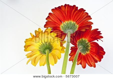 Gerbera daisys em várias cores