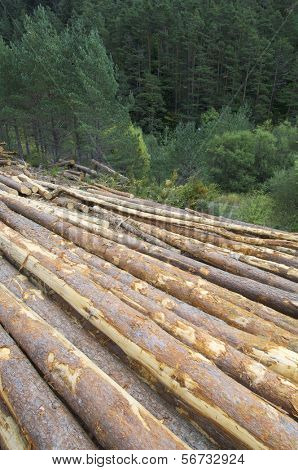 Grupa kłody sosnowe wycięte w lesie, Anso Dolina, Pirenejów, Huesca, Aragonia, Hiszpania
