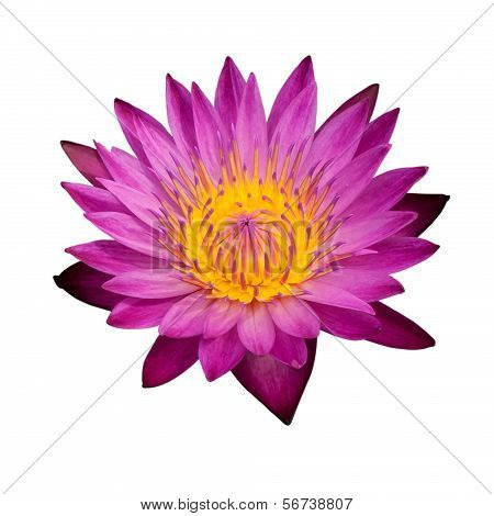 lotus flower isolated on white