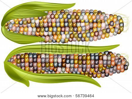 Color Corn
