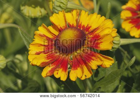 Blanket Flowers (Gaillardia aristata)