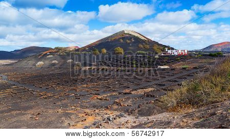 Viticulture winery Lanzarote.