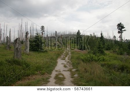 forest decline