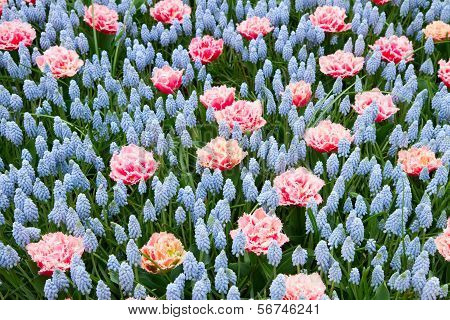 Blue and pink spring  flowerbed