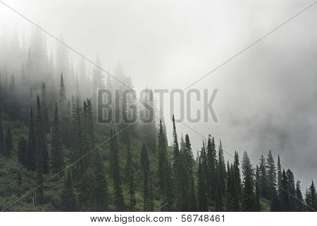 Foggy Mountain In Glacier National Park
