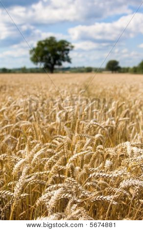 Wheat Field In Summer With Blue Sky