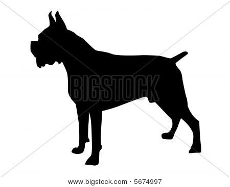 Žíhaná boxer