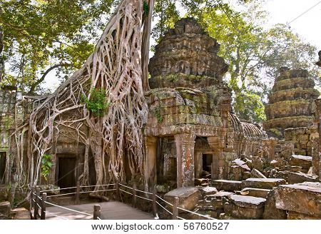 Prasat Ta Prum ya da Ta Prohm tapınak kompleksi, Siem Reap, Kamboçya yakınında.