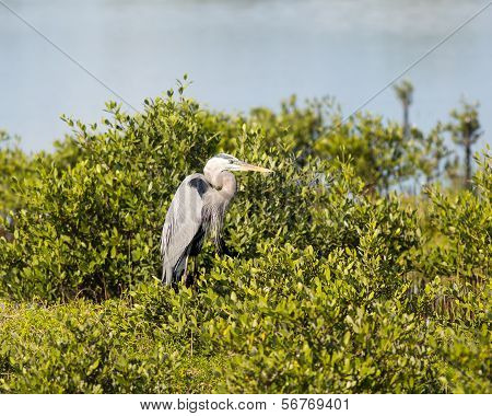 Great Blue Heron Watching Intently