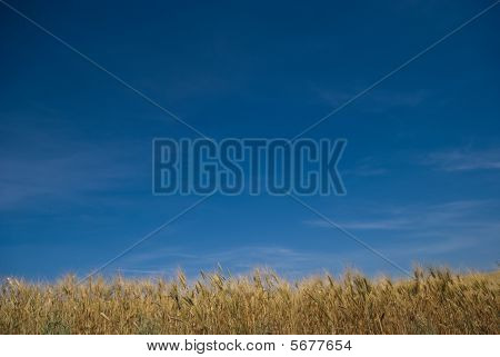 PAESAGGIO cielo e grano