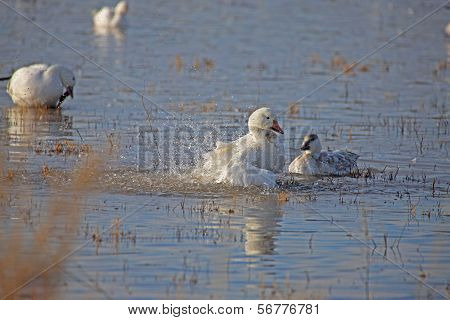 Snow goose displaying to young
