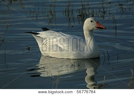 Snow goose resting to feed during fall migration