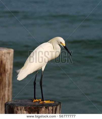 Snowy Egret In South Florida