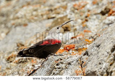 The Wallcreeper (Tichodroma muraria) in natural habitat