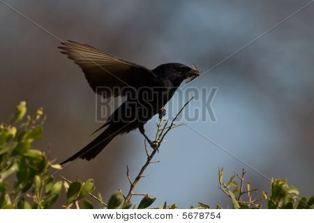 Drongo sur Pirtch