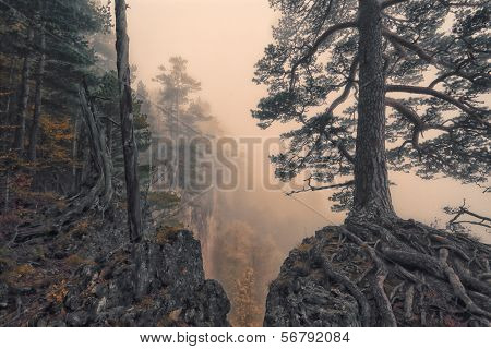 Mysterious Forest