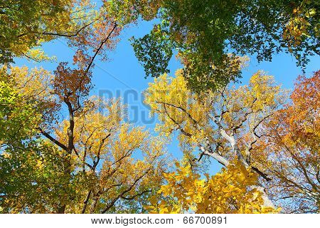 Autumn colorful foliage.