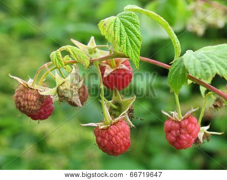 Little raspberries
