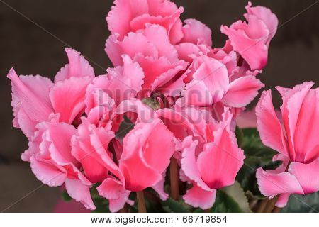 Blossoming Cultivated Plant Pink Cyclamen