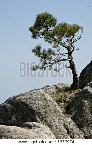 Foret De Marghese คอร์ซิกา