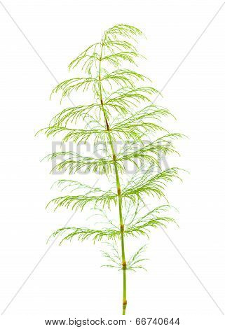Horsetail Plant