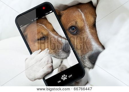 Sleepyhead Selfie Dog