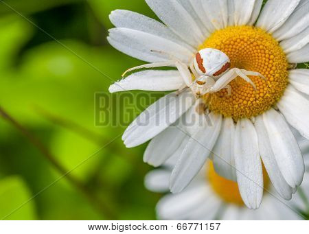 Goldenrod Crab Spider