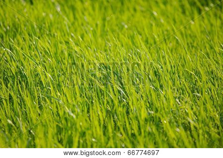 Grassblades closeup on a field