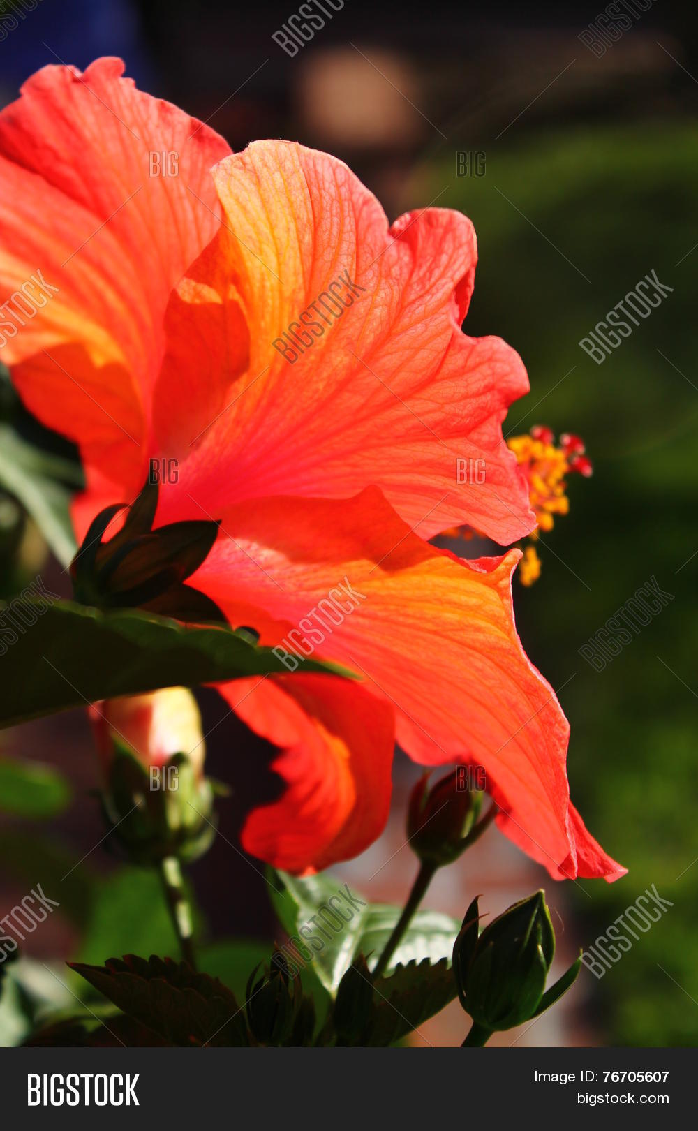 Image Preview