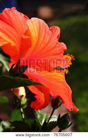 Hibiscus