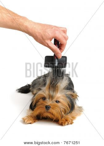 Yorkshire Terrier