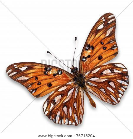 Orange Butterfly