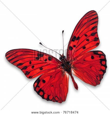 Red Butterfly