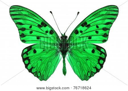 Green Butterfly