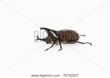 Stag Beetle