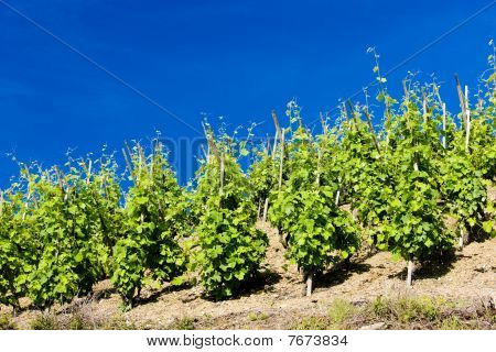 grand cru vineyard Côte Rotie Rhône-Alpes France