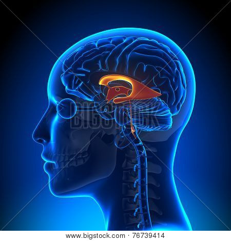 Female Ventricles - Anatomy Brain