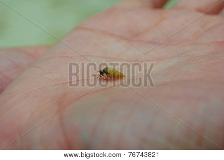 Tiny Hermit Crab