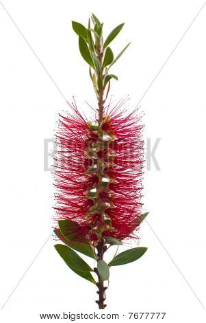 Albero rosso-scovolino (callistemon)